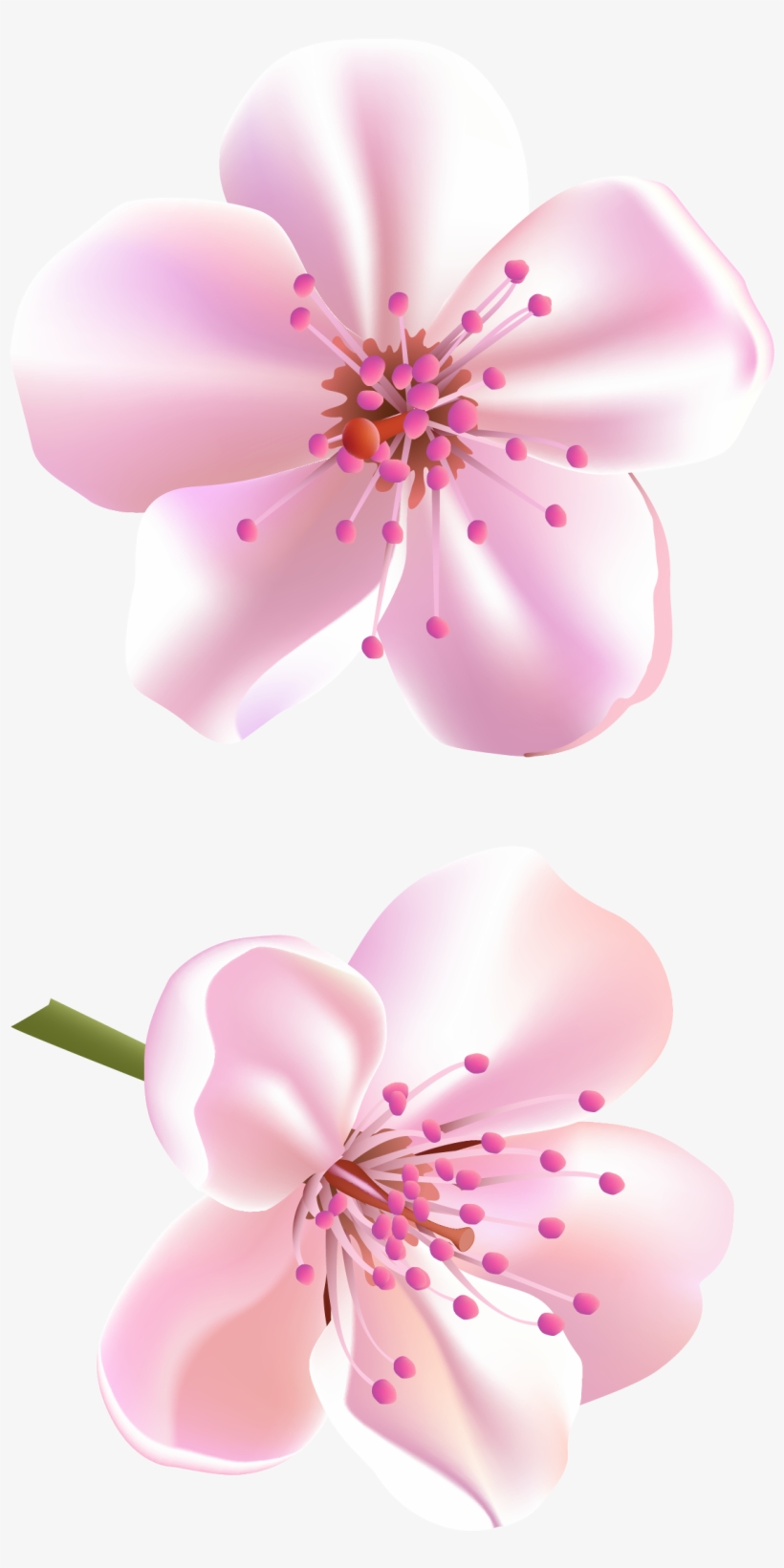 Spring Pink Tree Flowers Png Clipart - Png Clipart Beautiful Flowers Png, transparent png