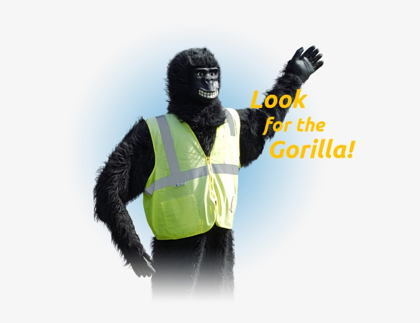 Img Allpages Gorilla - Gorilla In Hi Viz, transparent png