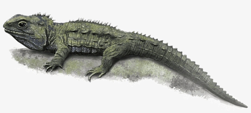Visit - Tuatara Png, transparent png