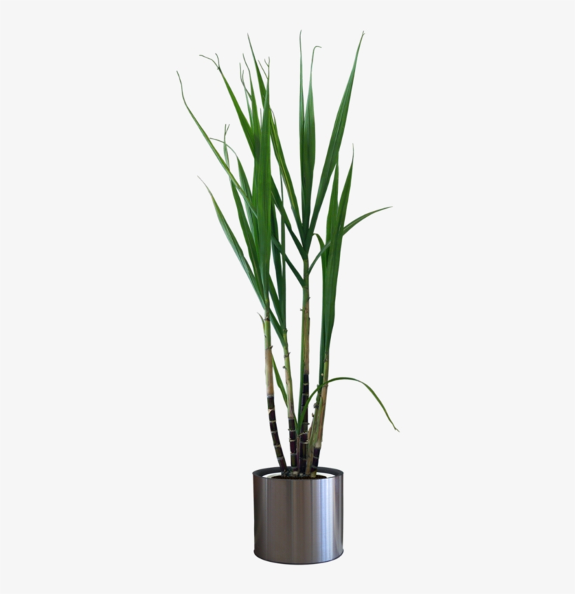Potted Plants Png - Maceta Con Planta Png, transparent png