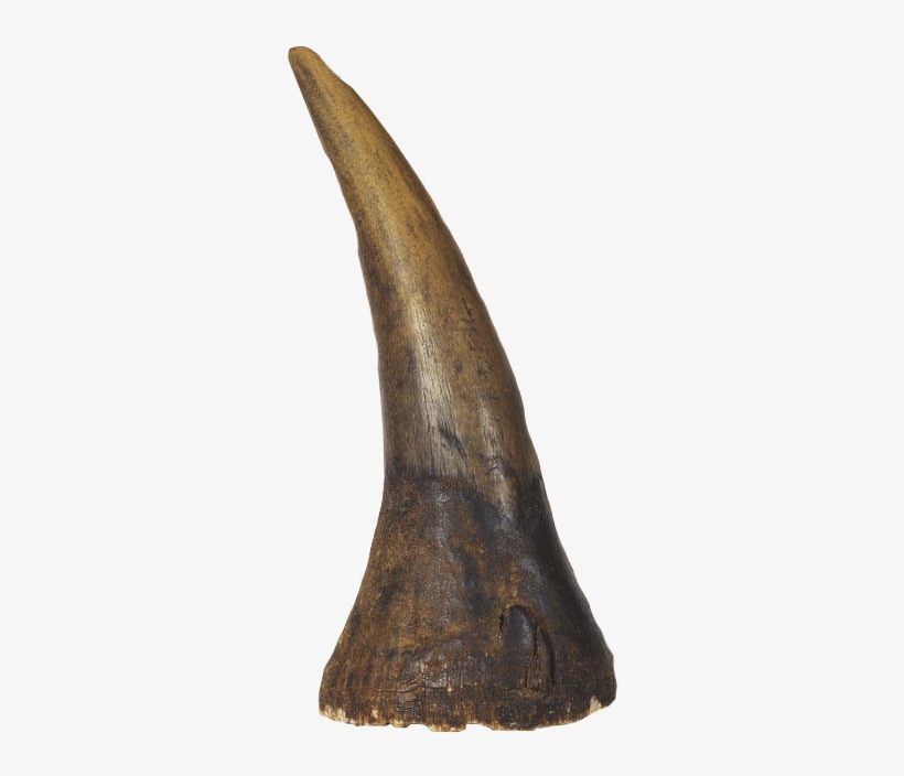 Vector Freeuse Albrecht D Rer S Rhinoceros Horn Warehouse - Rhino Horn Transparent, transparent png