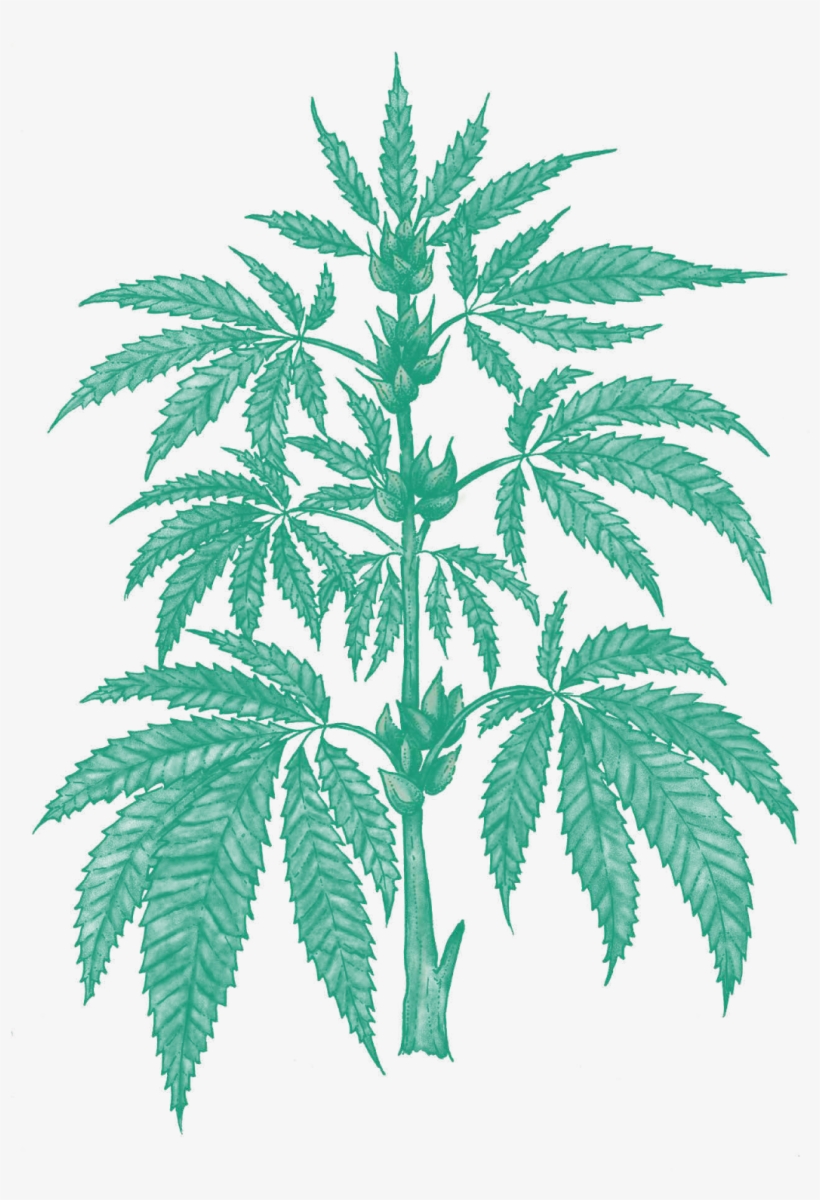 Latitude Festival, transparent png