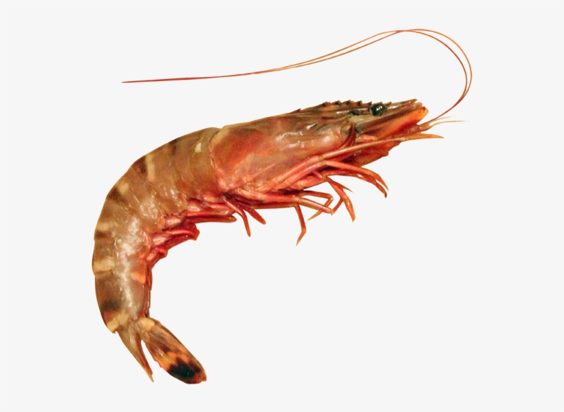 Shrimp Lobster And Prawn Difference 600x600 PNG Download PNGkit