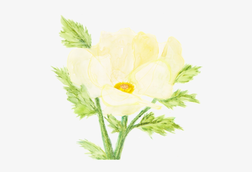 Local Artist Adds Flair To New Children's Book Series - Tree Poppy, transparent png