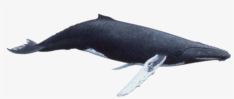 Humpback Whale Png Banner Royalty Free Library - Whale Png, transparent png