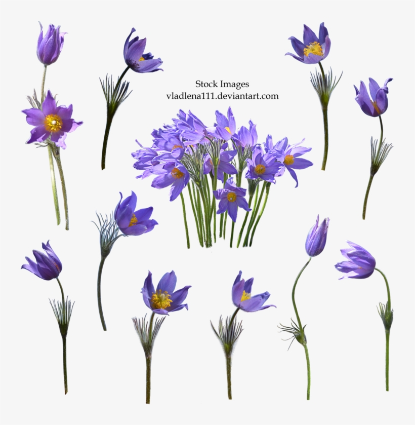 Spring Flowers Png 2 By Vladlena111 - Flower Real Png Deviantart, transparent png