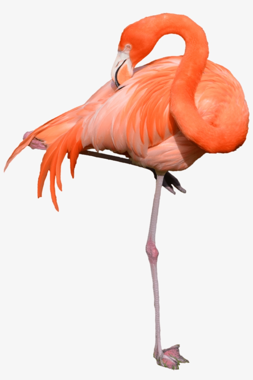 Flamingo Standing - Stock Photos Of Flamingo, transparent png