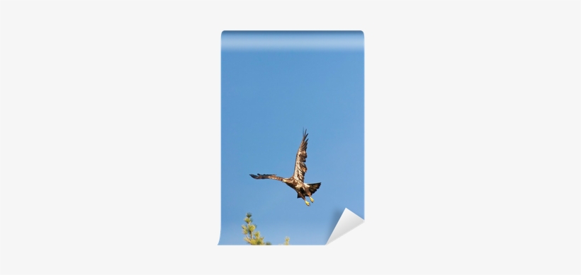 Wild Immature Bald Eagle Takeoff Wall Mural • Pixers® - Osprey, transparent png