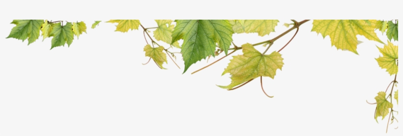 Wine Leaves, transparent png