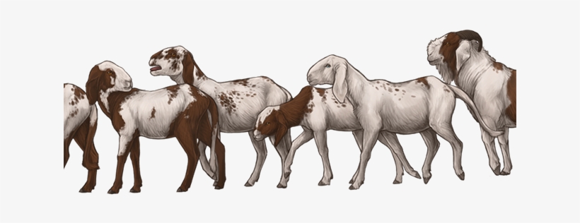 Feralgoatsday - Herd Of Goat Png, transparent png