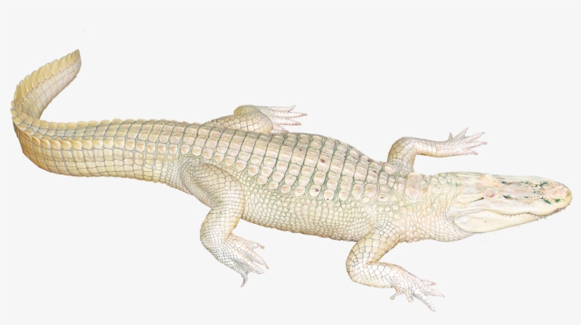 White Crocodile Png Image - White Crocodile Png, transparent png
