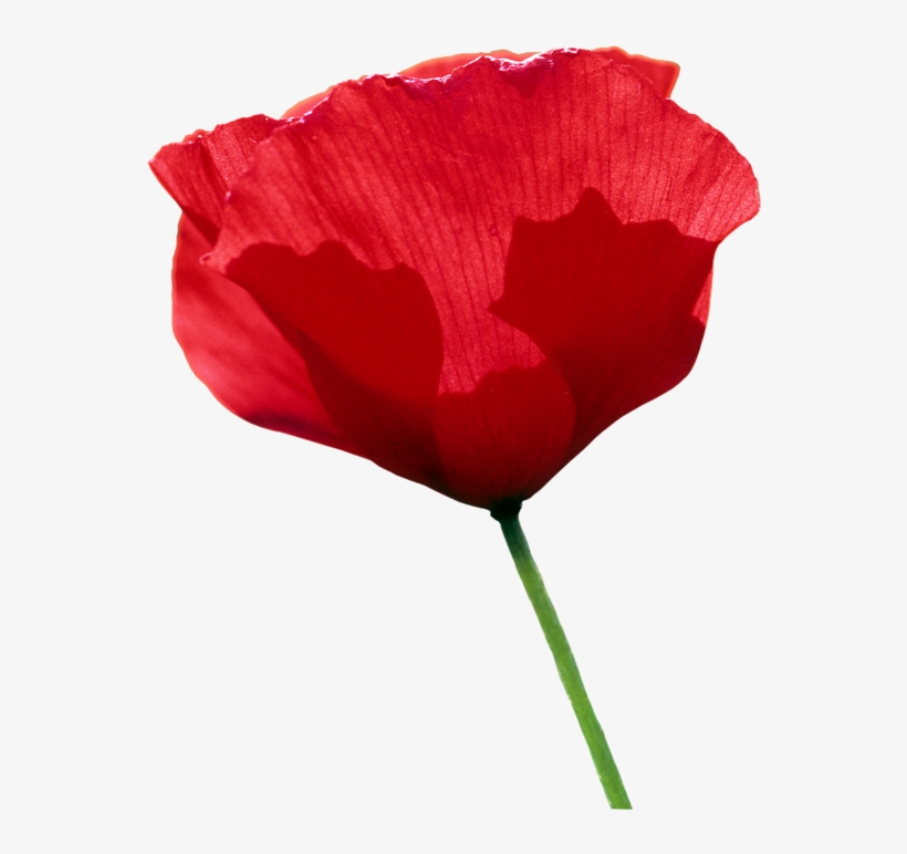 Click And Drag To Re-position The Image, If Desired - Tulip, transparent png