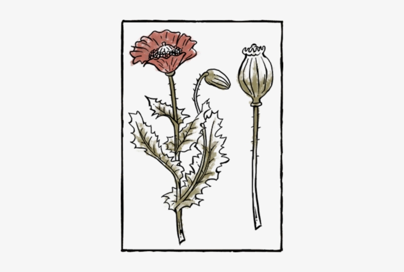 Book Herb10 - Book, transparent png