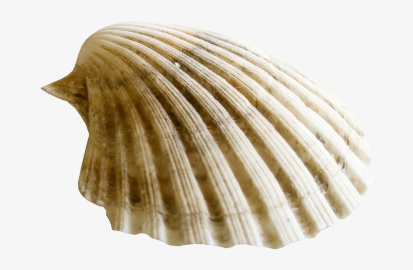 Яндекс - Фотки - Clam Png, transparent png