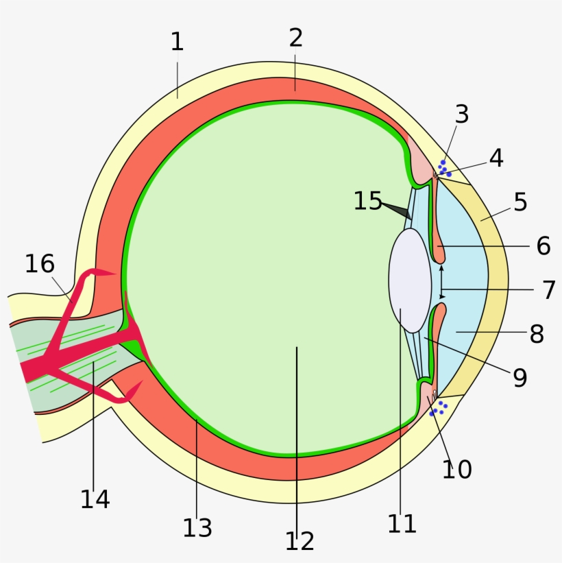 File Eye Scheme Mulitlingual - Aufbau Des Auges, transparent png