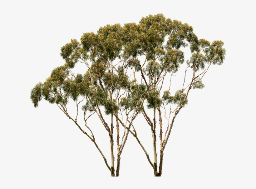 Thumb Image - Pond Pine, transparent png