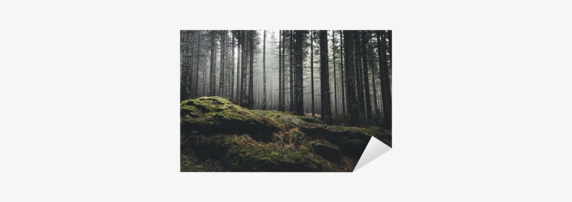 Wilderness Landscape Forest With Pine Trees And Moss - Gallery Direct Andreiuc88 'wilderness Landscape Forest, transparent png