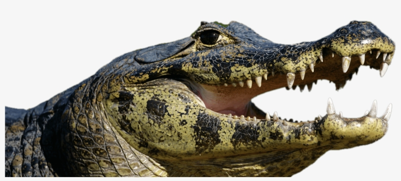 Caiman Open Mouth - Spectacled Caiman, transparent png