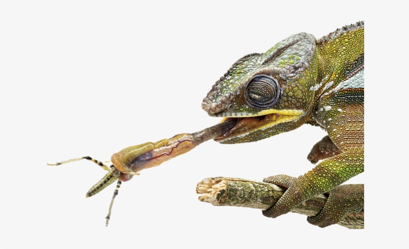 Facts About Chameleons Tongue Dk Find Out - Chameleon Tongue Close Up, transparent png