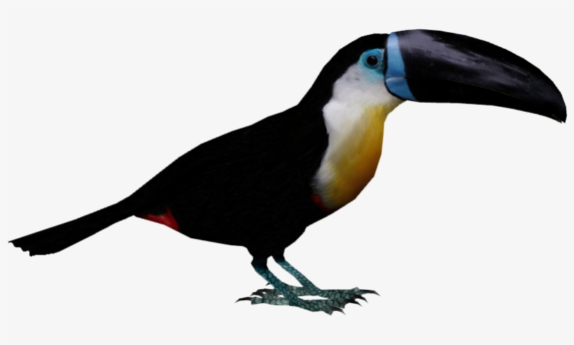 Channel-billed Toucan - Tycoon Bird, transparent png