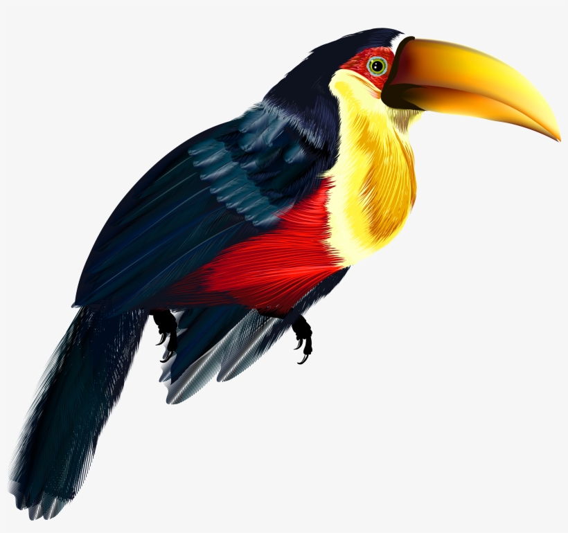Pelican Transparent Png, transparent png