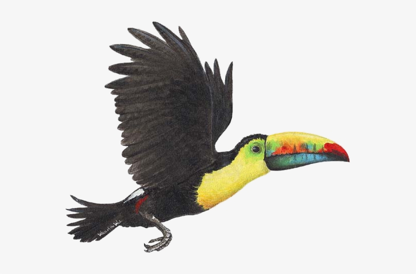 22- Bibliography - Toucan Bird Png, transparent png