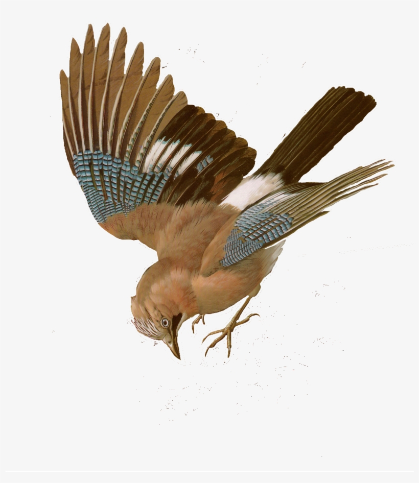 Free Bird Images And Paintings Birds Wildlife - Yellow Billed Cuckoo, transparent png