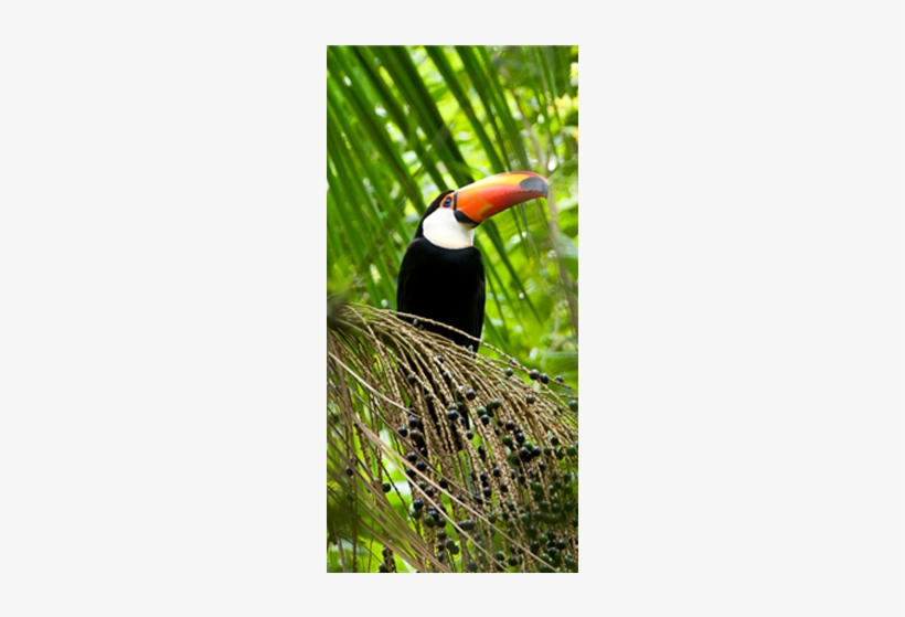 Iguasu Toucan Too - Toucan, transparent png
