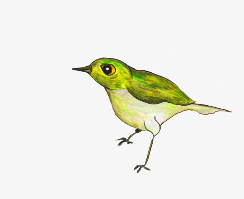Red Eyed Vireo, transparent png