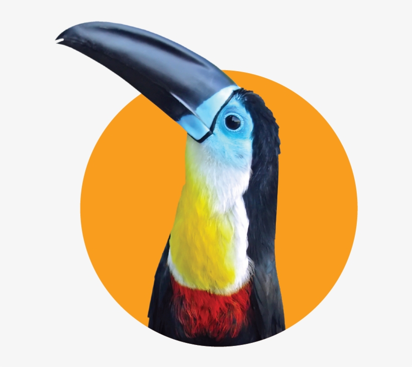 Toucan, transparent png