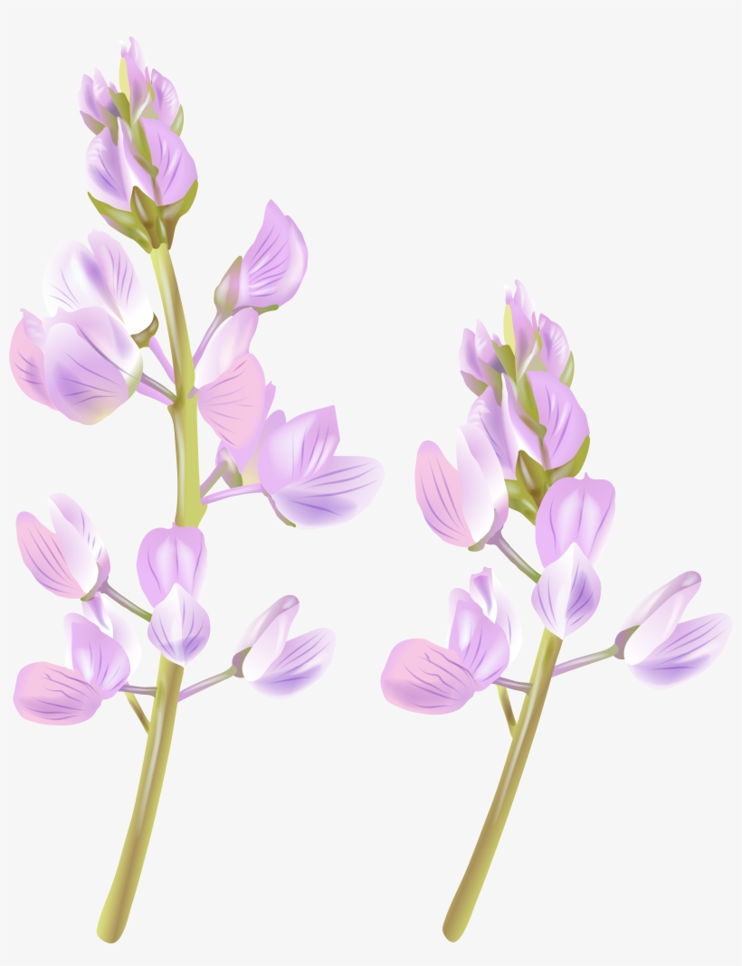 Wildflower Png, transparent png
