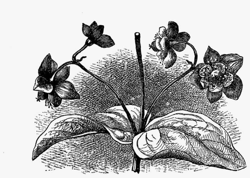 Wildflower Image Tutsan - Design, transparent png