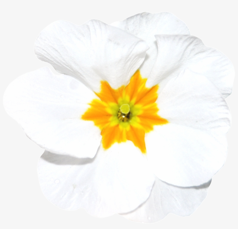 Hand Painted A White Flower Png Transparent - Portable Network Graphics, transparent png