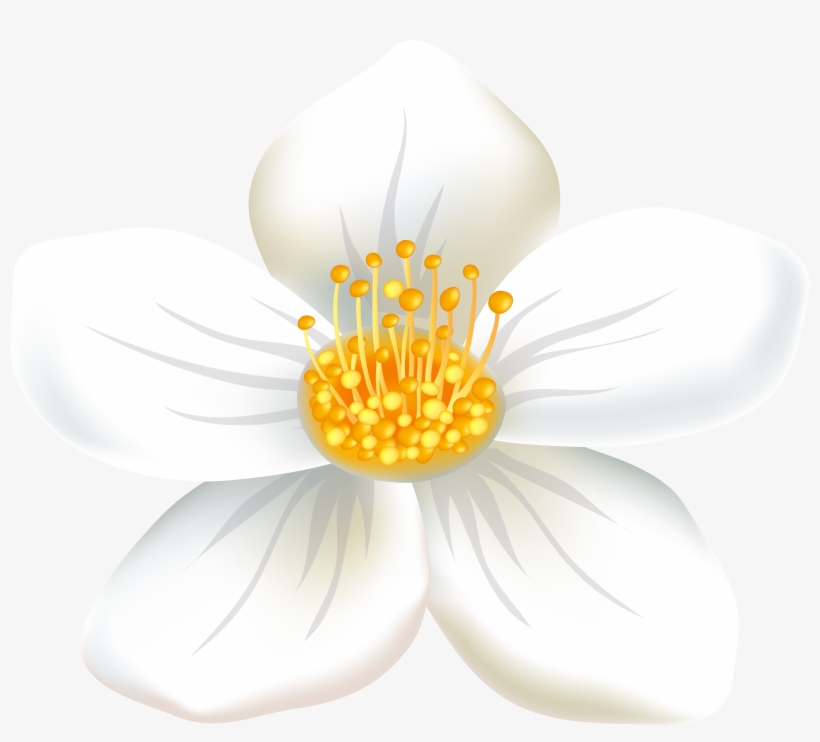Wildflower Png, transparent png