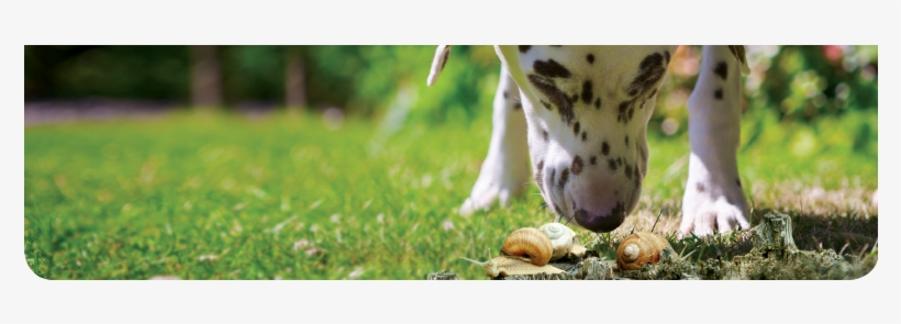 Is Your Dog At Risk - Angiostrongylus Vasorum Fleas, transparent png