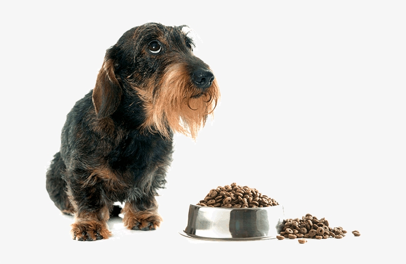 Home - Perros Salchicha De Pelo Duro, transparent png