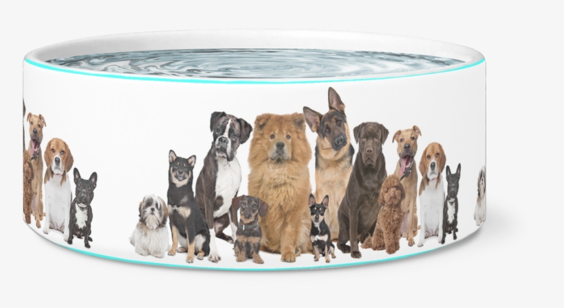 The 12 Dogs Bowl - Lovely Fresh Natural Dog Shampoo With Oatmeal Almond, transparent png
