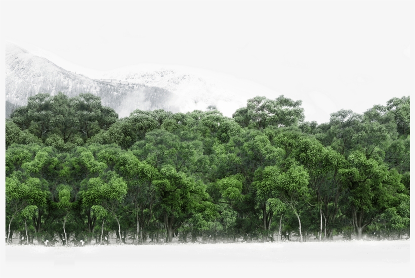 19 Mar 2018 - American Pitch Pine, transparent png