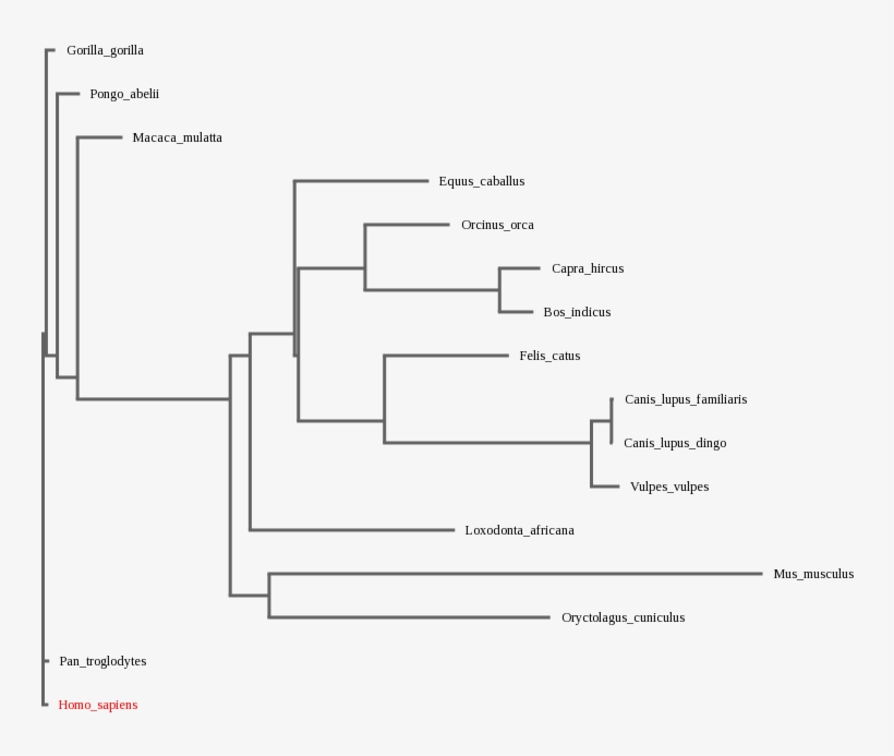 Árbol Filogenético Usando Los Ortólogos Anteriores - Diagram, transparent png