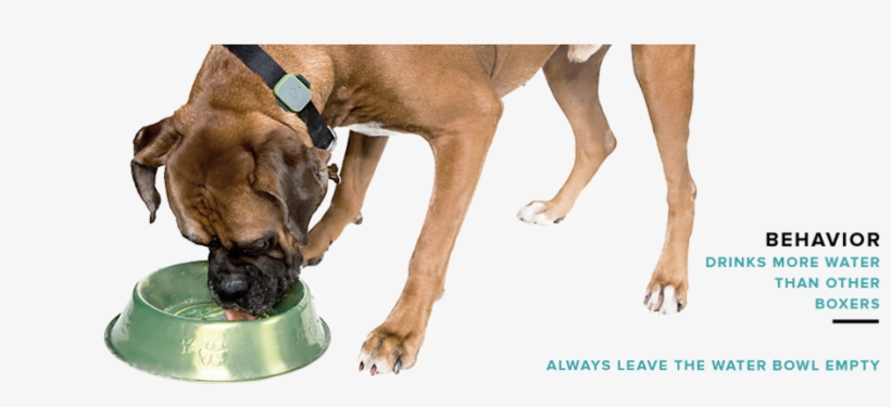 Phase 1 Image Phase 2 Image - Great Dane, transparent png