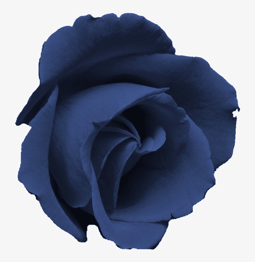 Blue Rose Clipart Transparent - Rosa Morada Flor Png, transparent png