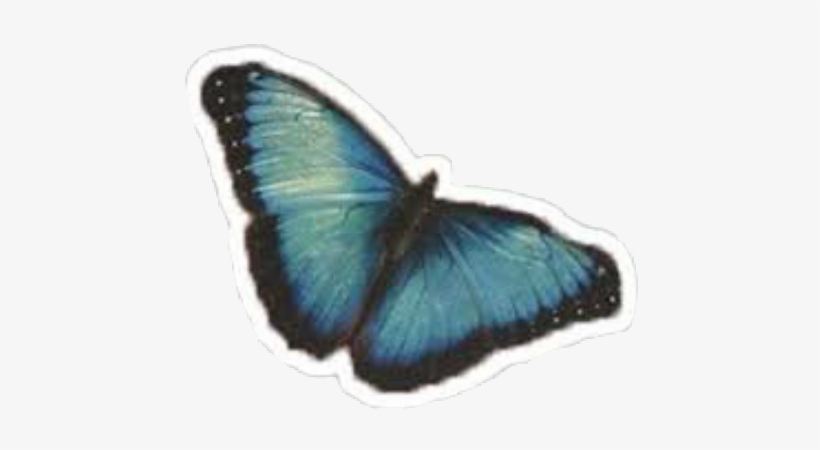 Camilacabello Camilizer Butterfly Camila Neverbethesame - Camila Cabello Butterfly, transparent png