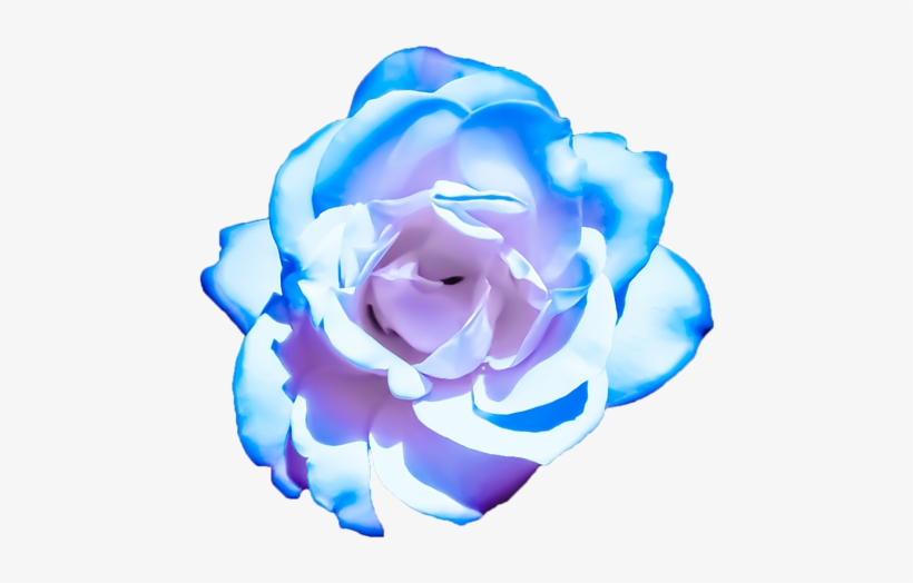 Bleed Area May Not Be Visible - Pink And Blue Transparent Flower, transparent png