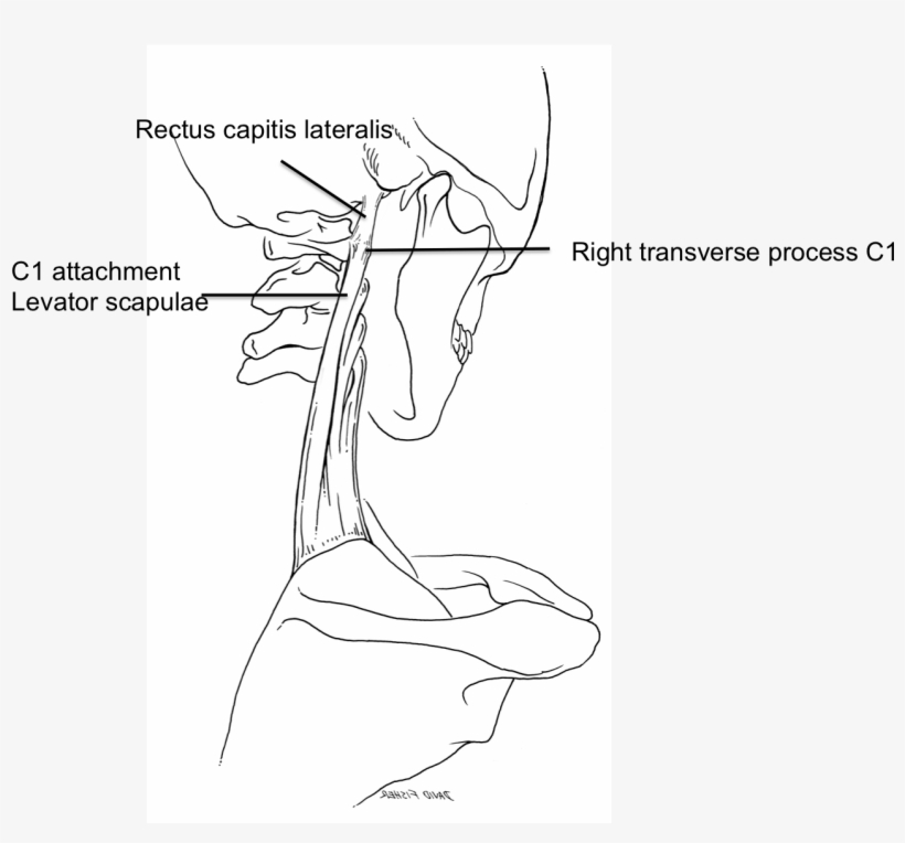 Cureus - Fiber Muscle Levator Scapulae, transparent png