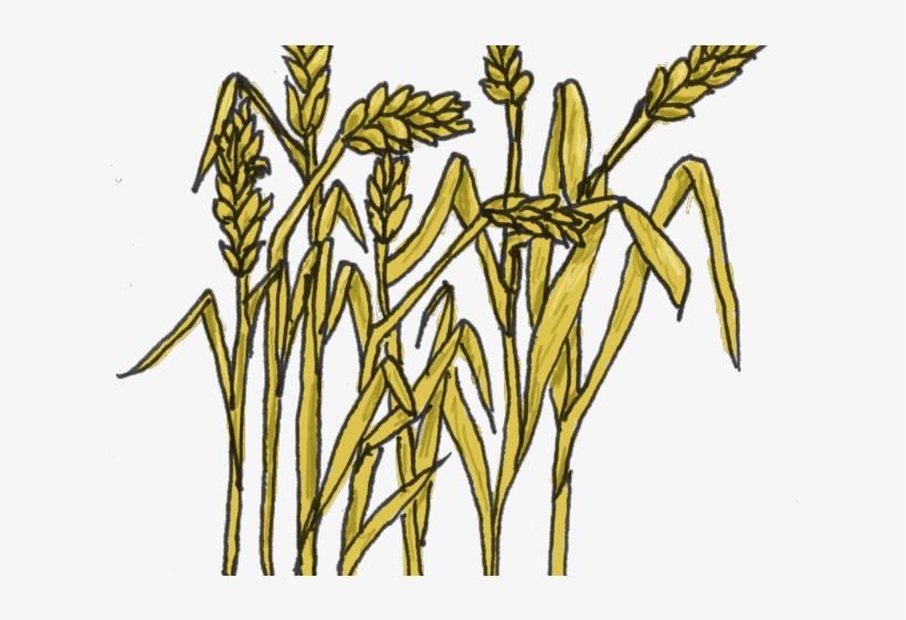 Grains Free On Dumielauxepices Net Plant - Padi Clipart, transparent png