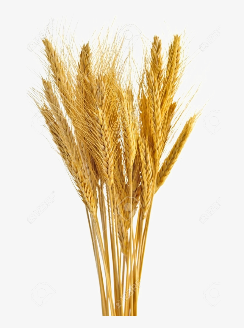 Wheat Vector Free Transparent - Wheat Stalks, transparent png