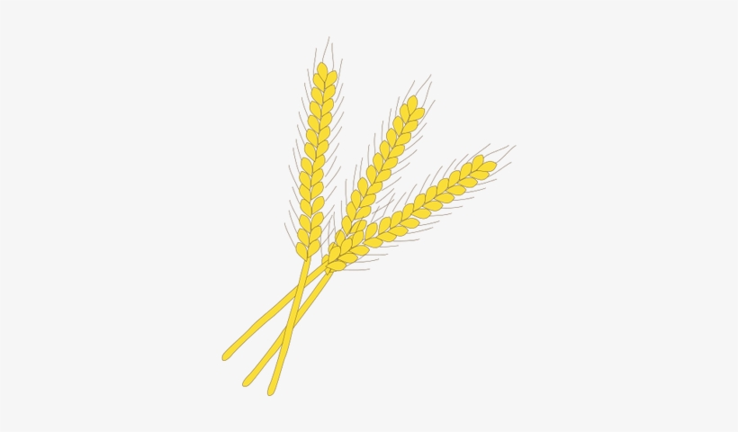 Wheat Png Images Free Download Index Of Symbolshuman - Wheat Plant Vector Png, transparent png