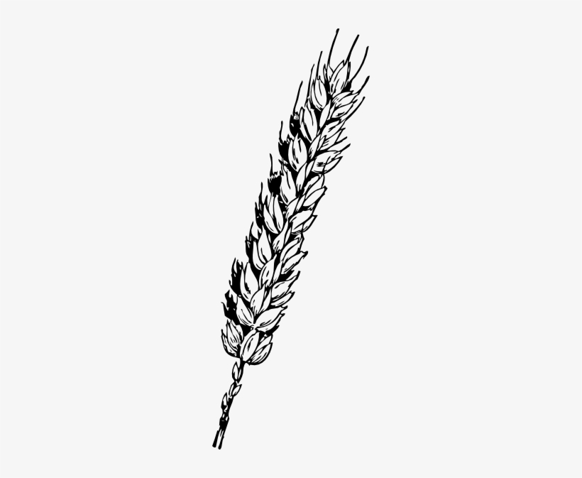 Wheat Clipart Padi, transparent png