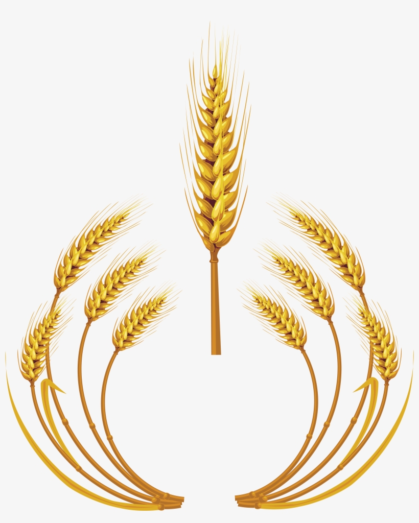 Wheat Png Images Free Download - Wheat, transparent png
