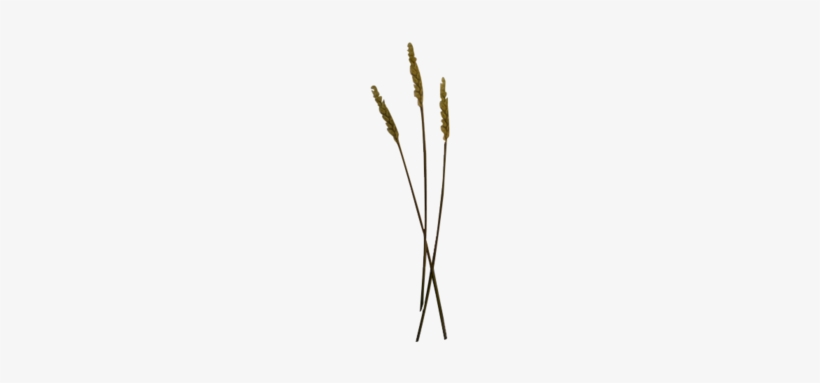 Wheat Stalk Vector Png Wheat Grain - Phragmites, transparent png